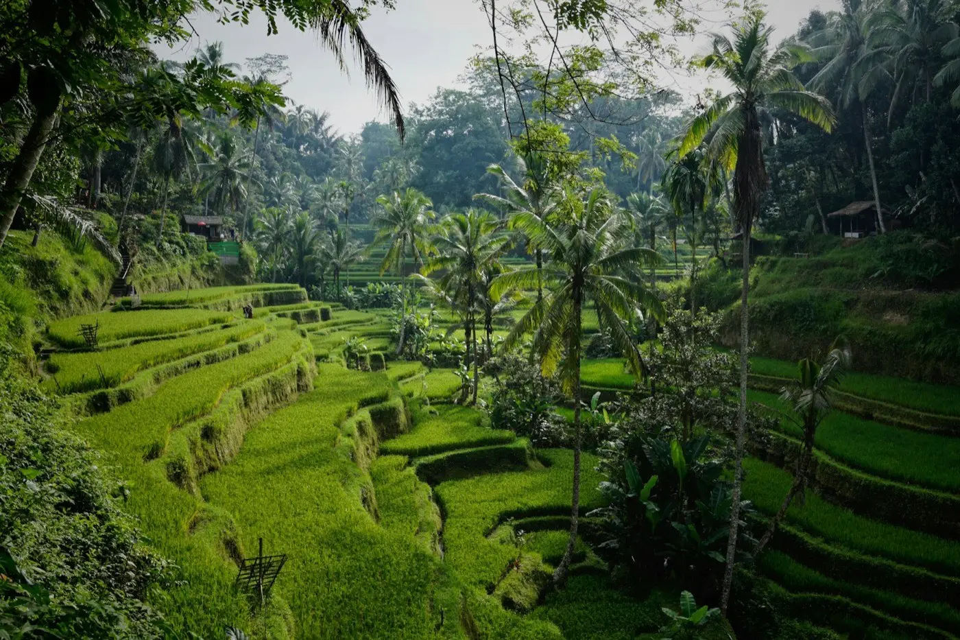 Lush terraced rice paddies in Bali, Indonesia